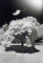 The Wedding Tree