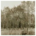 Harting Trees