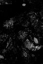 Dark water