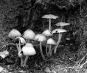 SHROOMS