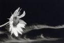 Sunflower and Clouds