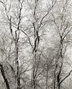 June Print of the Month - Snow Covered Trees