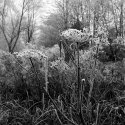 frost VI