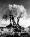 OLIVE TREES & SKY