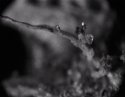 Microscopic Study l