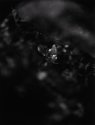 Microscopic Study ll
