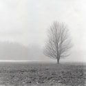 Lone Tree