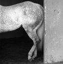 Resting Racehorse
