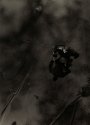 The Waters of Utopia - Romantic Wanderer Series #45