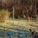 Swamp