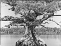 More Cypress Trees