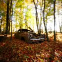 Leaves All Around