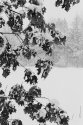 Oak leaves & snow
