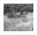 Applewood Orchard
