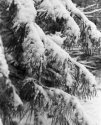 Snow in Georgia