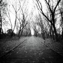 Down the Path