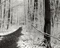 Griffy woods trail