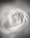 White Rose