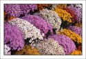 Fall Mums