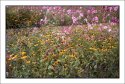 Fall Wildflowers