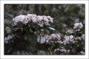 Mountain Laurel
