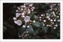 Mountain Laurel #2
