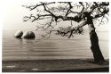 Tree and rocks