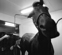 Horsey Bath