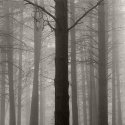 Pines in Fog