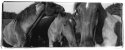 Horses, 2008