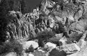 Carson-Iceberg Wilderness, Calif.