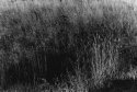 grasses 1