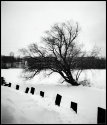 Snow Tree