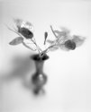A bokeh of flowers