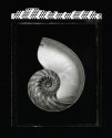Nautilus - Lodima