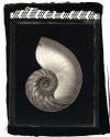 Nautilus - Palladium Na2