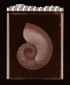 Nautilus - POP (Gold Toned)