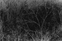 stalk