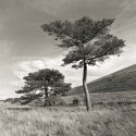 The Trees