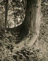 Bent Tree