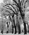 Liberty Park Trees