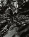 Romantic Wanderer Series #2