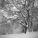 Monday Snow