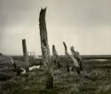 Petrified trees, Thornham