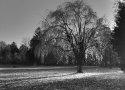 Japanese Willow
