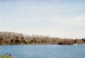 Geese at Lake Reba