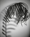 Fern Revisited