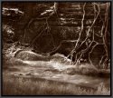 Roots and Stream