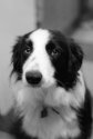 Buddy