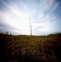 Pinhole Tree